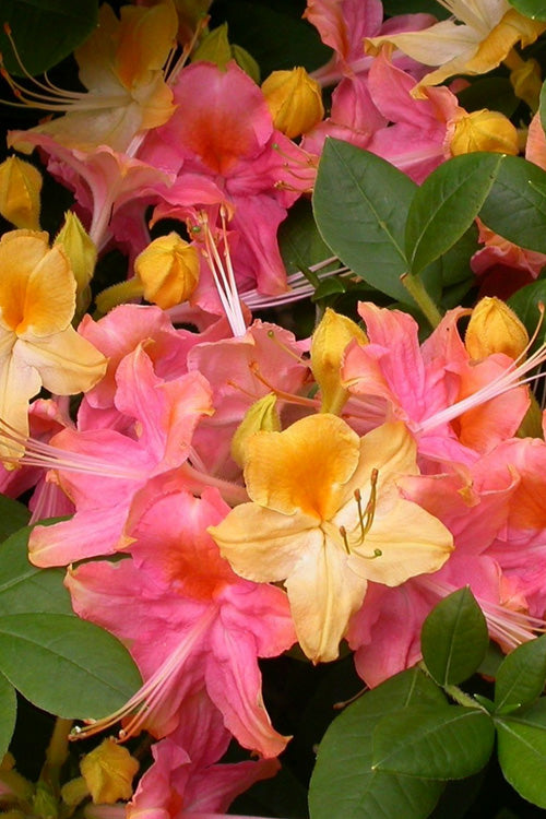  Garden Rainbow Tricolor Azalea (Rhododendron) - 6 Pack Of 1 Gallon Pots