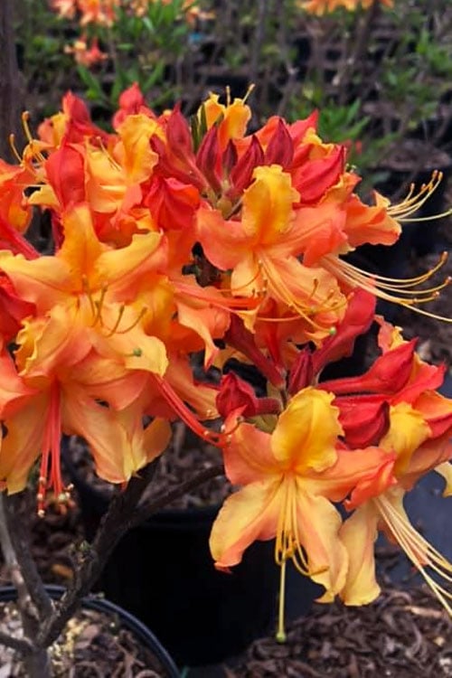  Jackpot Native Azalea (Rhododendron) - 3 Gallon Pot