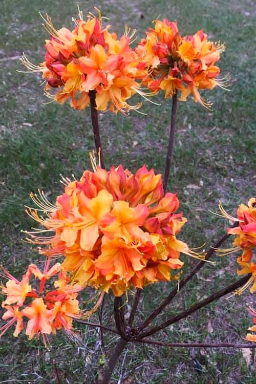  Jackpot Native Azalea (Rhododendron) - 3 Gallon Pot