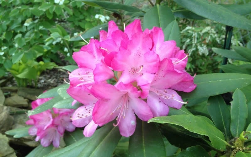 Southgate 'Radiance' Rhododendron - 3 Gallon Pot