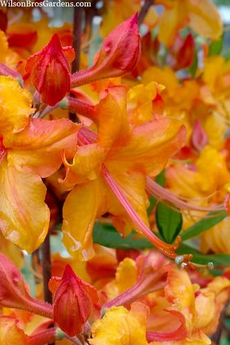  Tallulah Sunrise Native Azalea (Rhododendron) - 1 Gallon Pot