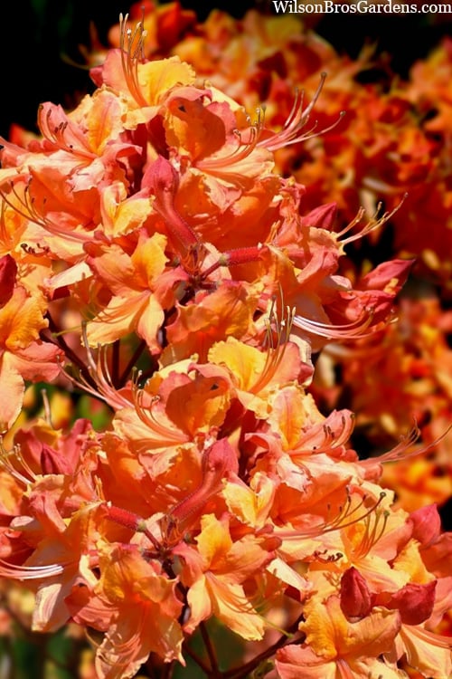  Tallulah Sunrise Native Azalea (Rhododendron) - 1 Gallon Pot