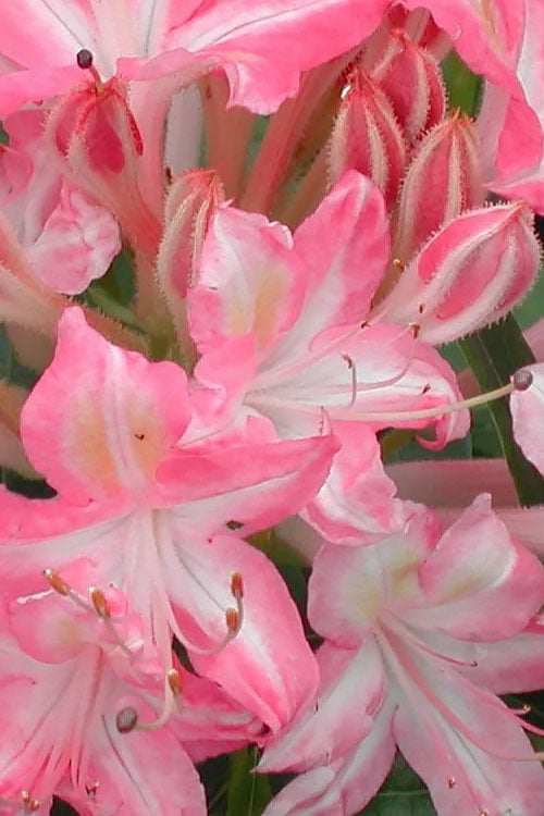  Ribbon Candy Swamp Azalea (Rhododendron Viscosum) - 3 Gallon Pot