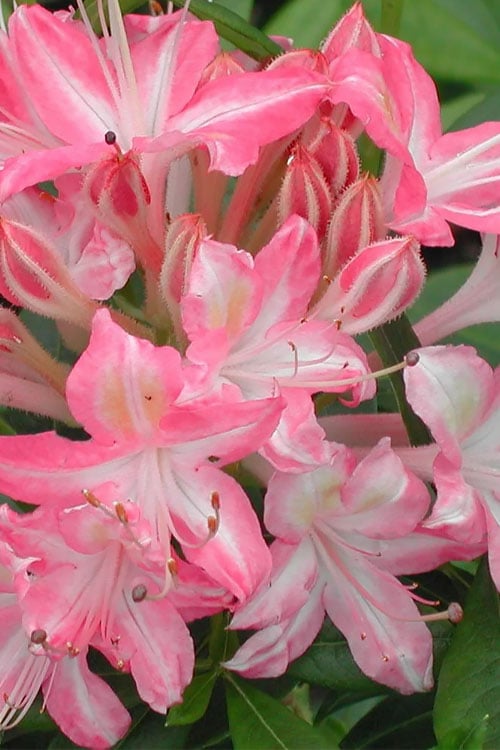  Ribbon Candy Swamp Azalea (Rhododendron Viscosum) - 3 Gallon Pot
