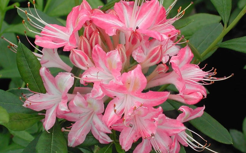  Ribbon Candy Swamp Azalea (Rhododendron Viscosum) - 3 Gallon Pot