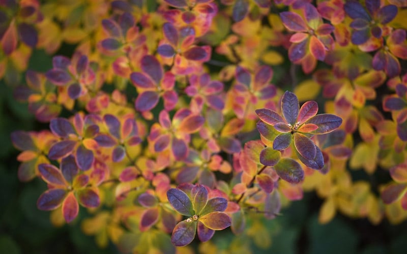  Ribbon Candy Swamp Azalea (Rhododendron Viscosum) - 3 Gallon Pot