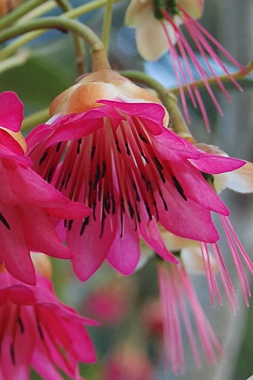  Scarlet Bells' Hong Kong Rose (Rhodoleia Henryi) - 3 Gallon Pot