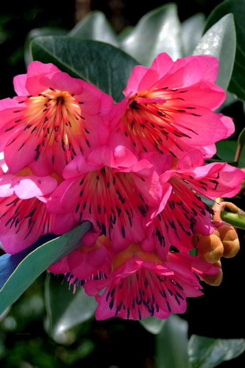  Scarlet Bells' Hong Kong Rose (Rhodoleia Henryi) - 3 Gallon Pot