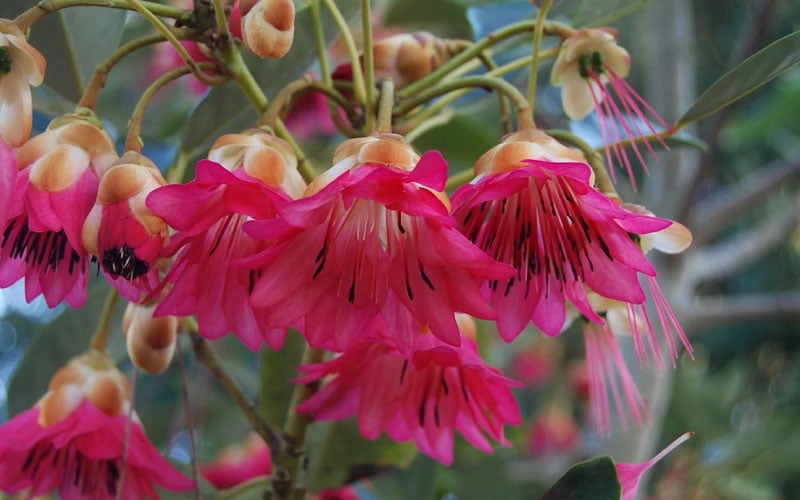  Scarlet Bells' Hong Kong Rose (Rhodoleia Henryi) - 3 Gallon Pot