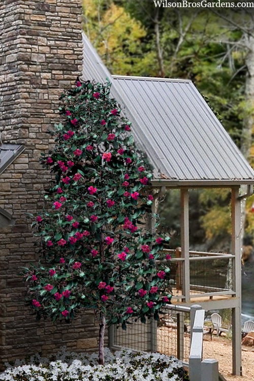  Scarlet Bells' Hong Kong Rose (Rhodoleia Henryi) - 3 Gallon Pot