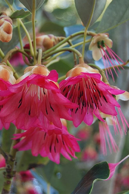  Scarlet Bells' Hong Kong Rose (Rhodoleia Henryi) - 3 Gallon Pot