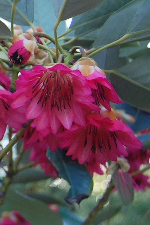  Scarlet Bells' Hong Kong Rose (Rhodoleia Henryi) - 3 Gallon Pot