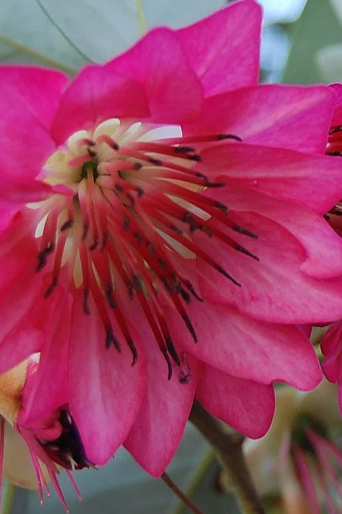  Scarlet Bells' Hong Kong Rose (Rhodoleia Henryi) - 3 Gallon Pot