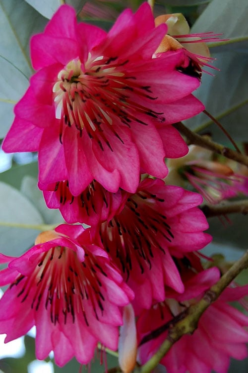  Scarlet Bells' Hong Kong Rose (Rhodoleia Henryi) - 3 Gallon Pot