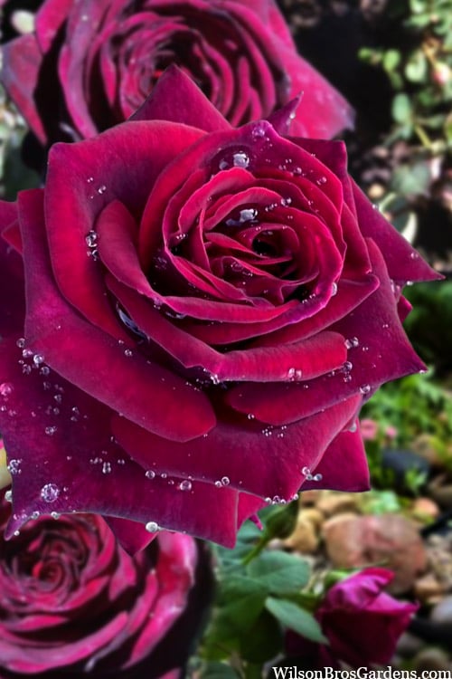  Crimson Knight Brindabella Rose - 2 Gallon Pot
