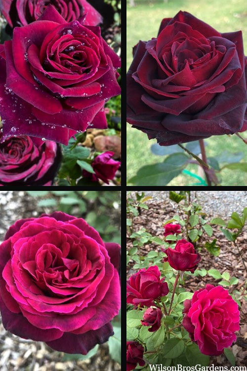  Crimson Knight Brindabella Rose - 2 Gallon Pot