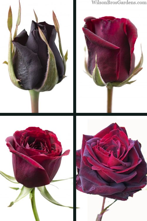 Crimson Knight Brindabella Rose - 2 Gallon Pot