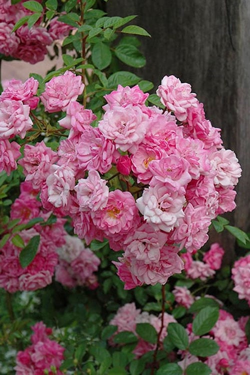  Peggy Martin Climbing Rose - 3 Gallon Pot
