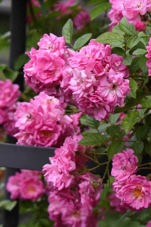  Peggy Martin Climbing Rose - 3 Gallon Pot