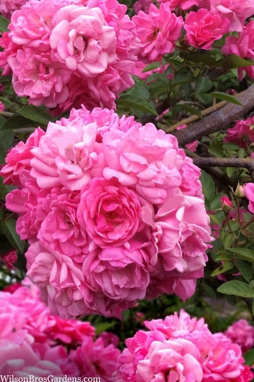  Peggy Martin Climbing Rose - 7 Gallon Pot
