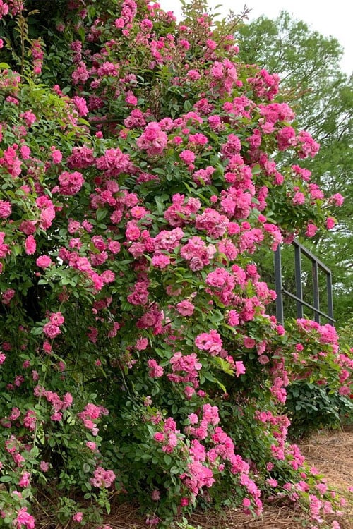  Peggy Martin Climbing Rose - 3 Gallon Pot