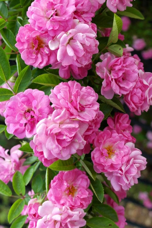  Peggy Martin Climbing Rose - 3 Gallon Pot