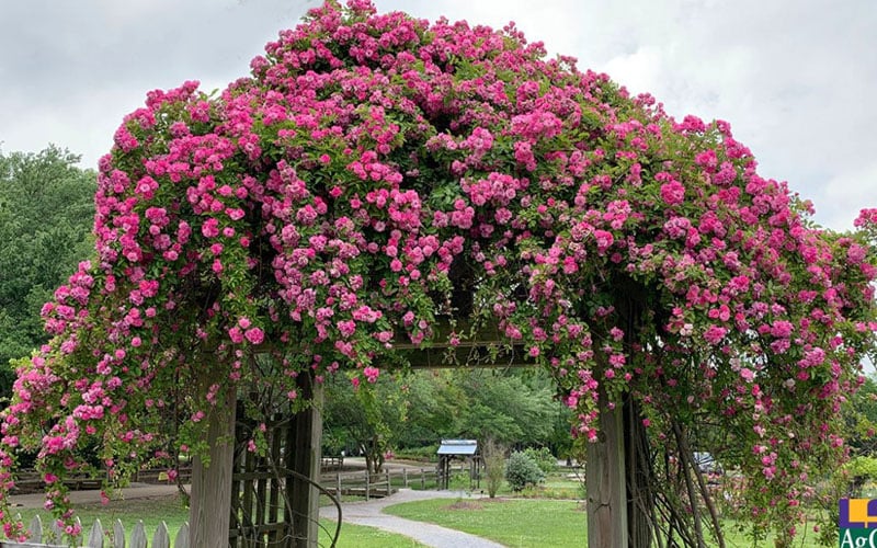  Peggy Martin Climbing Rose - 7 Gallon Pot