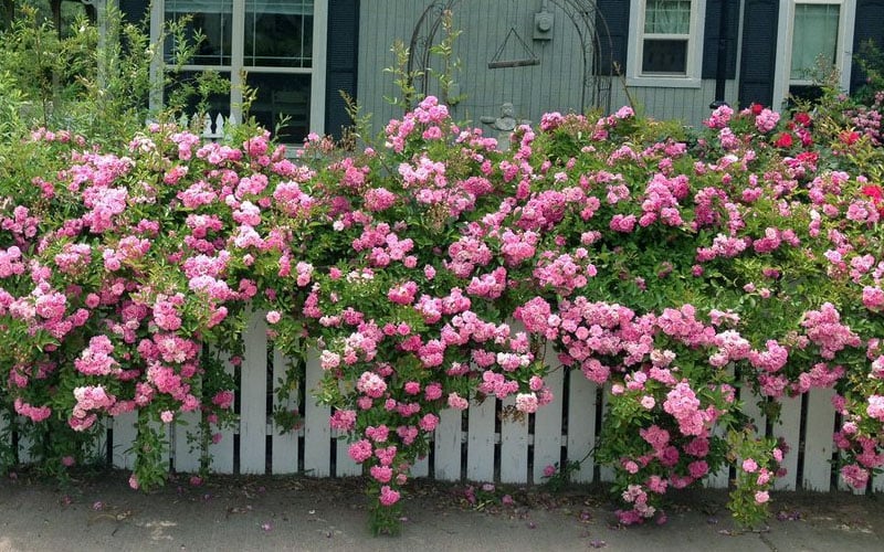  Peggy Martin Climbing Rose - 7 Gallon Pot