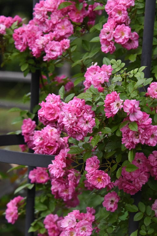  Peggy Martin Climbing Rose - 3 Gallon Pot