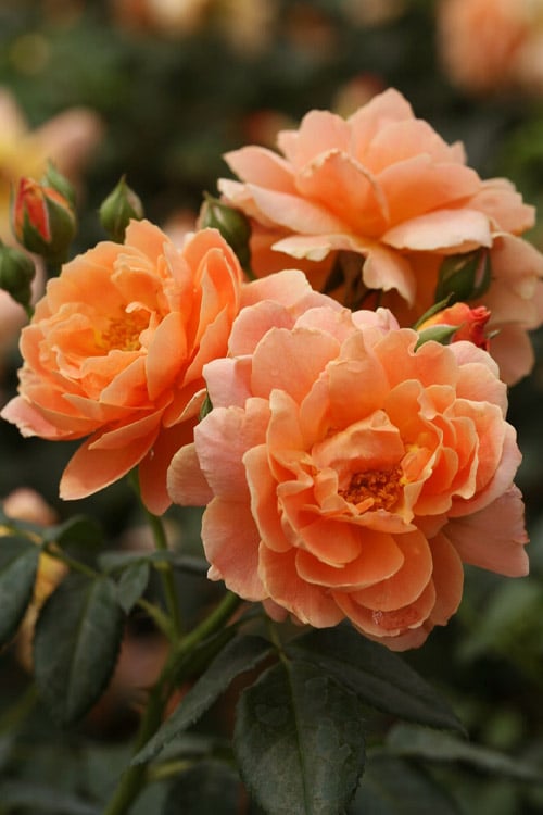  At Last Rose - 3 Gallon Pot