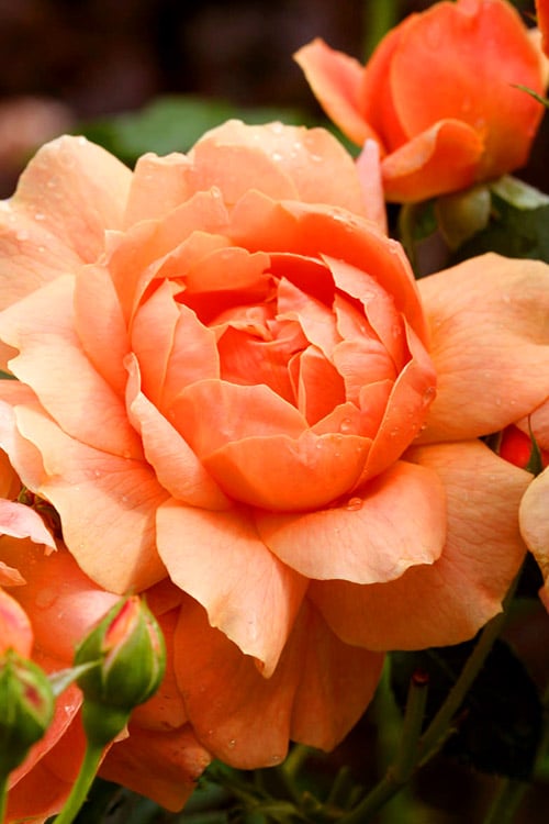  At Last Rose - 3 Gallon Pot
