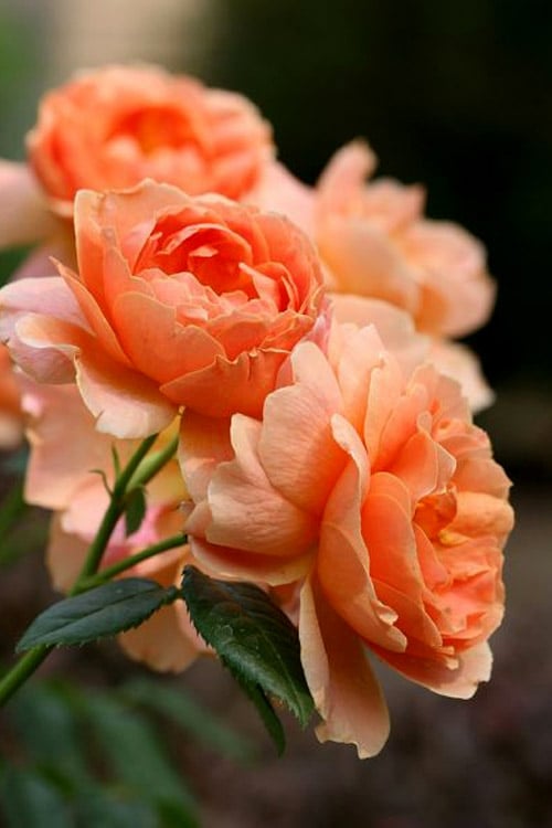  At Last Rose - 3 Gallon Pot