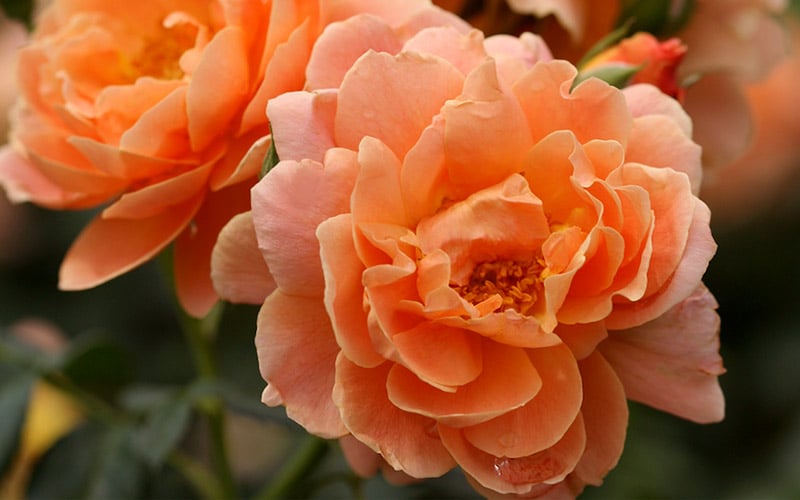  At Last Rose - 3 Gallon Pot