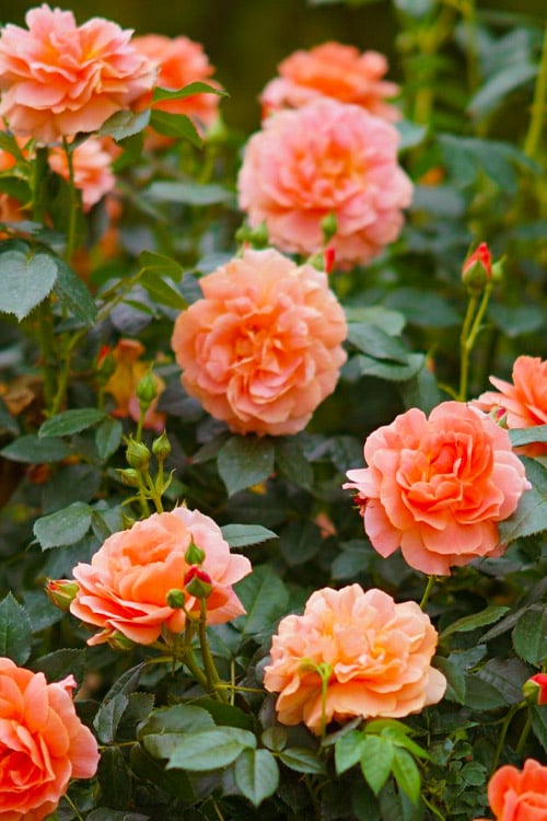  At Last Rose - 3 Gallon Pot