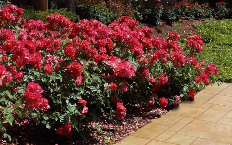  Cinco De Mayo Rose - 3 Gallon Pot