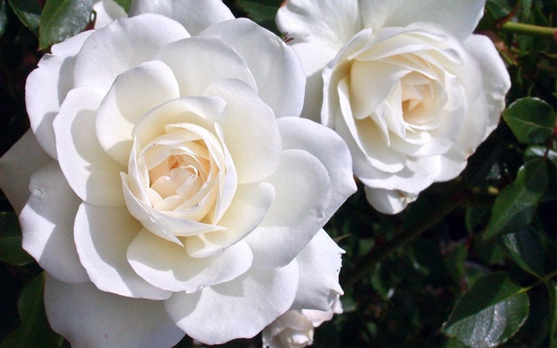  Iceberg Tree Rose - 7 Gallon Pot