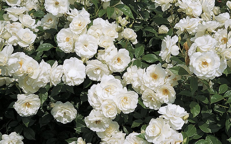  Iceberg Tree Rose - 7 Gallon Pot