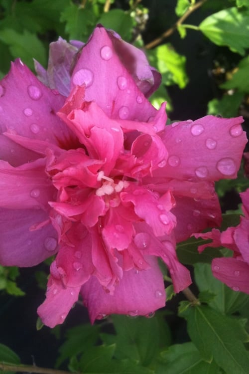  Lucy Rose Of Sharon (Single Trunk Tree) - 7 Gallon Pot (4-5')
