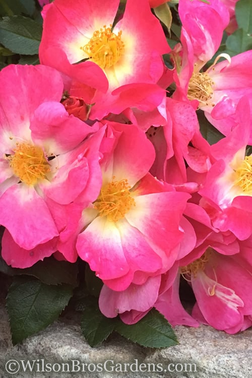  Pink Drift Groundcover Rose - 2 Gallon Pot