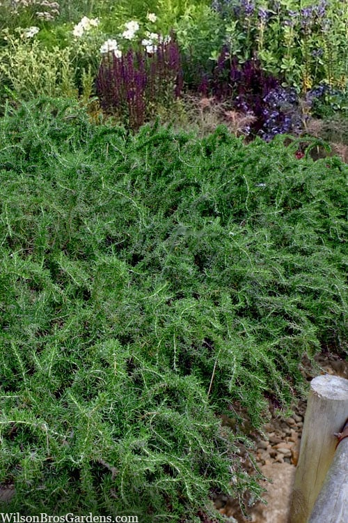  Blue Lagoon Rosemary - 1 Gallon Pot
