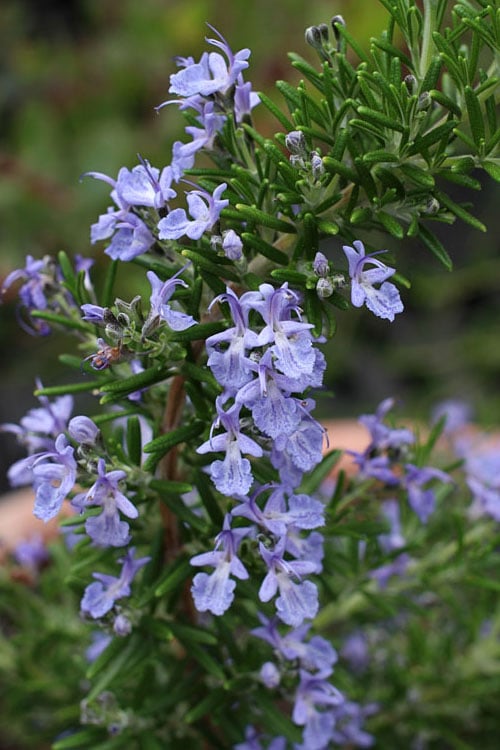  Blue Lagoon Rosemary - 1 Gallon Pot