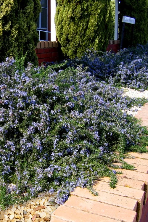  Blue Lagoon Rosemary - 1 Gallon Pot