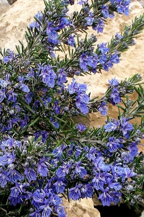  Blue Lagoon Rosemary - 1 Gallon Pot