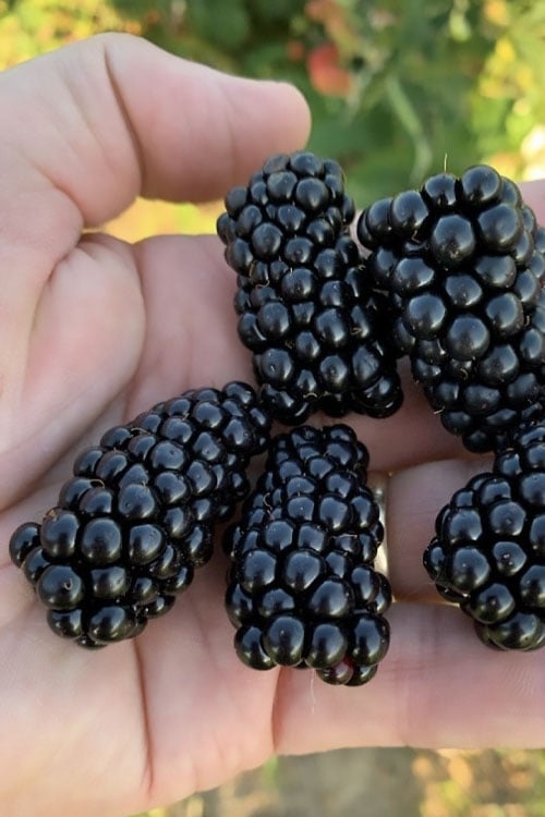  Prime Ark Horizon Blackberry Plant - 1 Gallon Pot