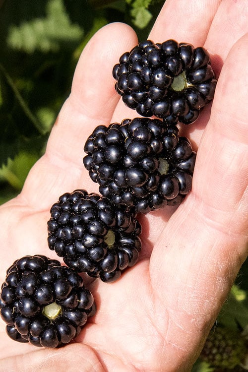  Ponca Thornless Blackberry - 1 Gallon Pot