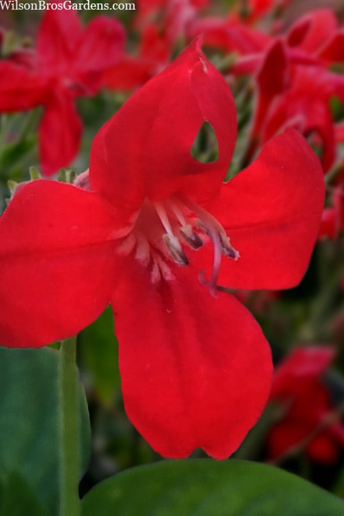  Ragin' Cajun Red Mexican Petunia (Ruellia Elegans) - 5 Pack Quart Pots