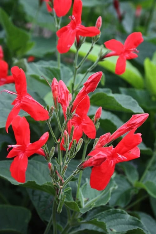  Ragin' Cajun Red Mexican Petunia (Ruellia Elegans) - 5 Pack Quart Pots