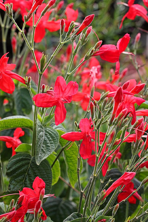  Ragin' Cajun Red Mexican Petunia (Ruellia Elegans) - 1 Gallon Pot