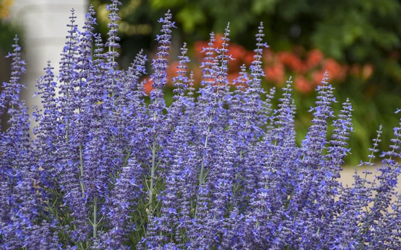  Denim N' Lace Russian Sage (Perovskia) - 1 Gallon Pot