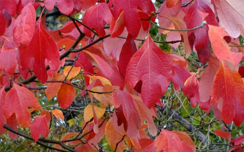  Sassafras Tree (Sassafras Albidium) - 3 Gallon Pot